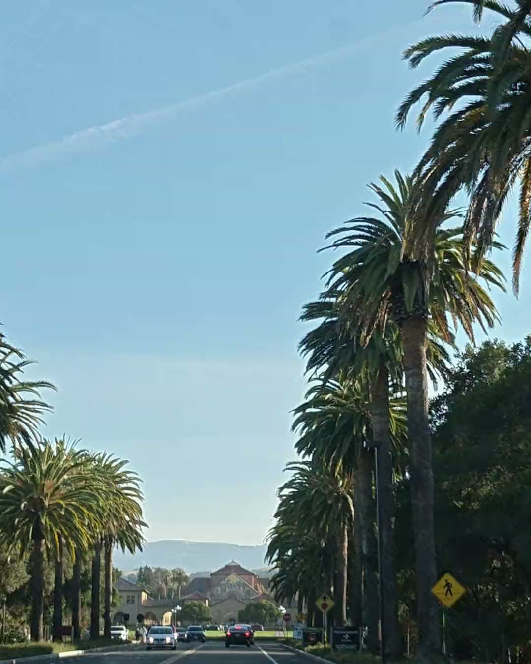 Driving down Palm Drive towards Stanford